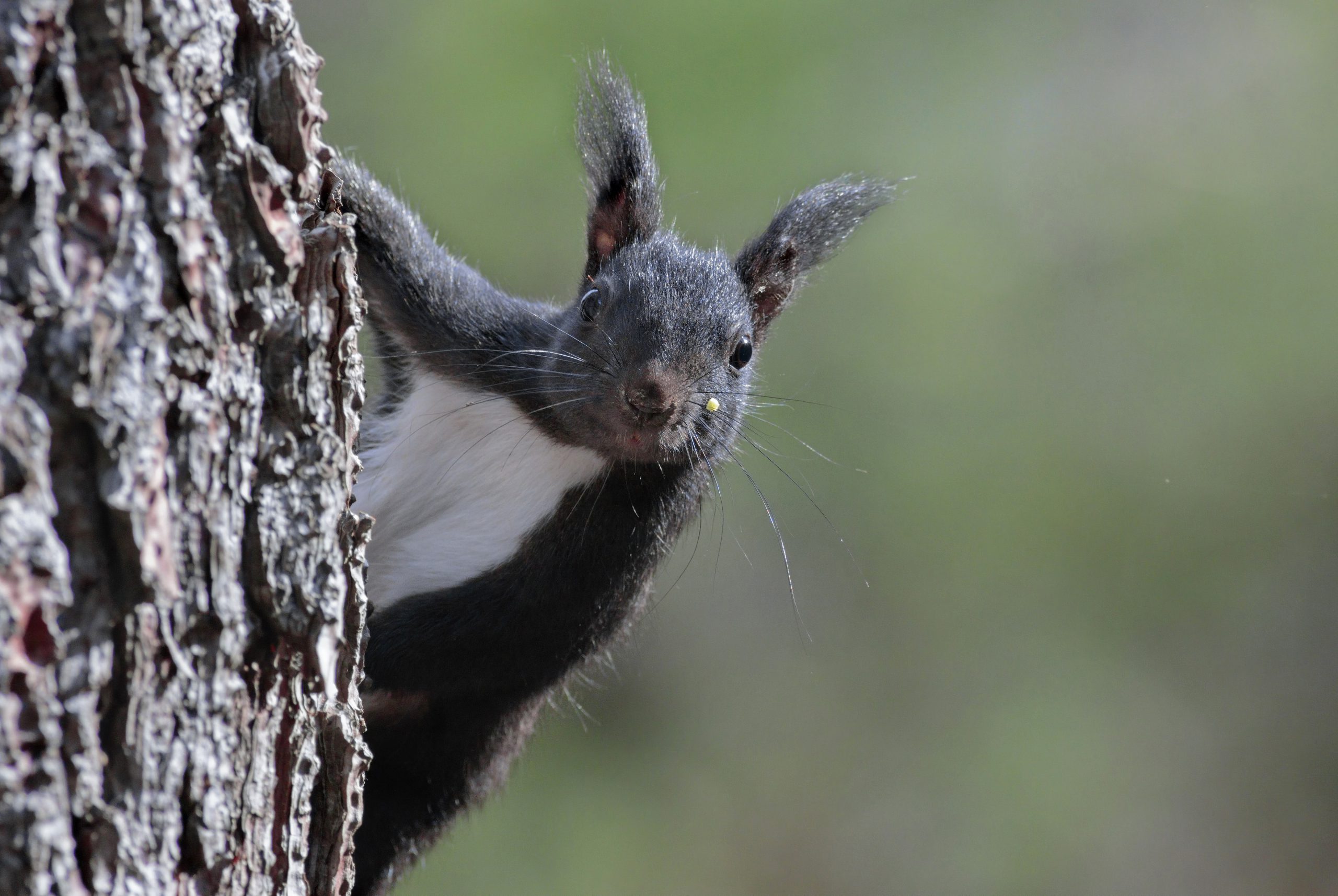 Scoiattolo nero (Sciurus meridionalis)