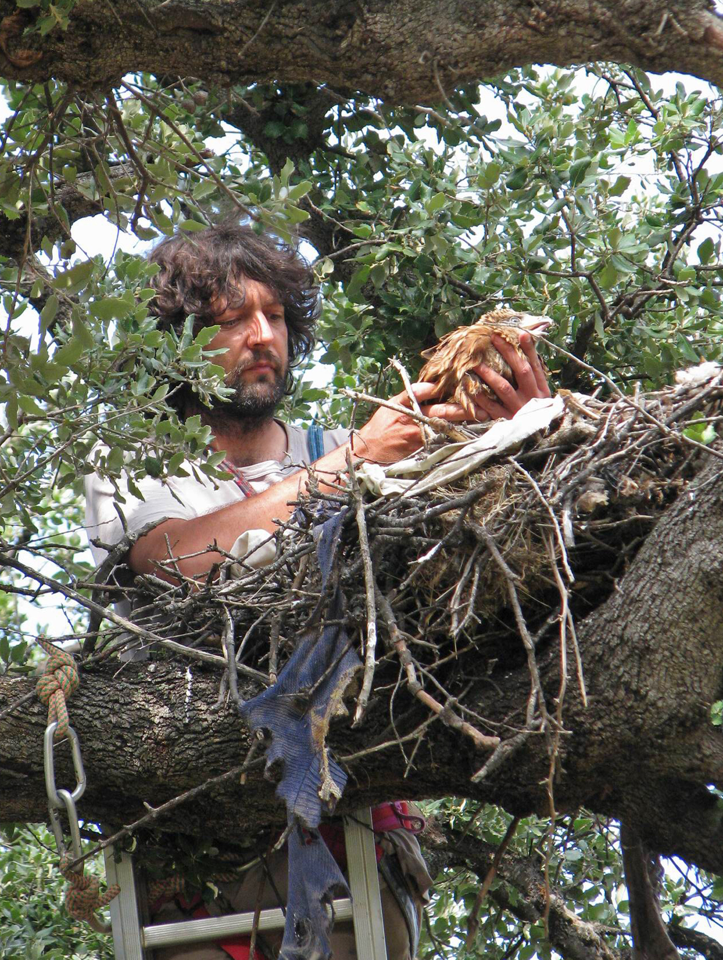 Prelievo di un giovane nibbio reale in un nido della Corsica