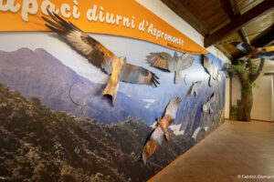 A room dedicated to the red kite set up in the Bova PNA Visitor Center
