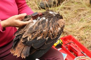 Young red kites monitored with GPS in Corsica