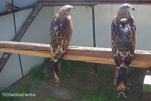 Eight young red kites ready for release in Aspromonte National Park