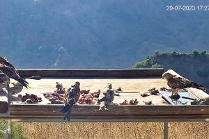 Huit jeunes milans royaux volent dans le parc national de l’Aspromonte