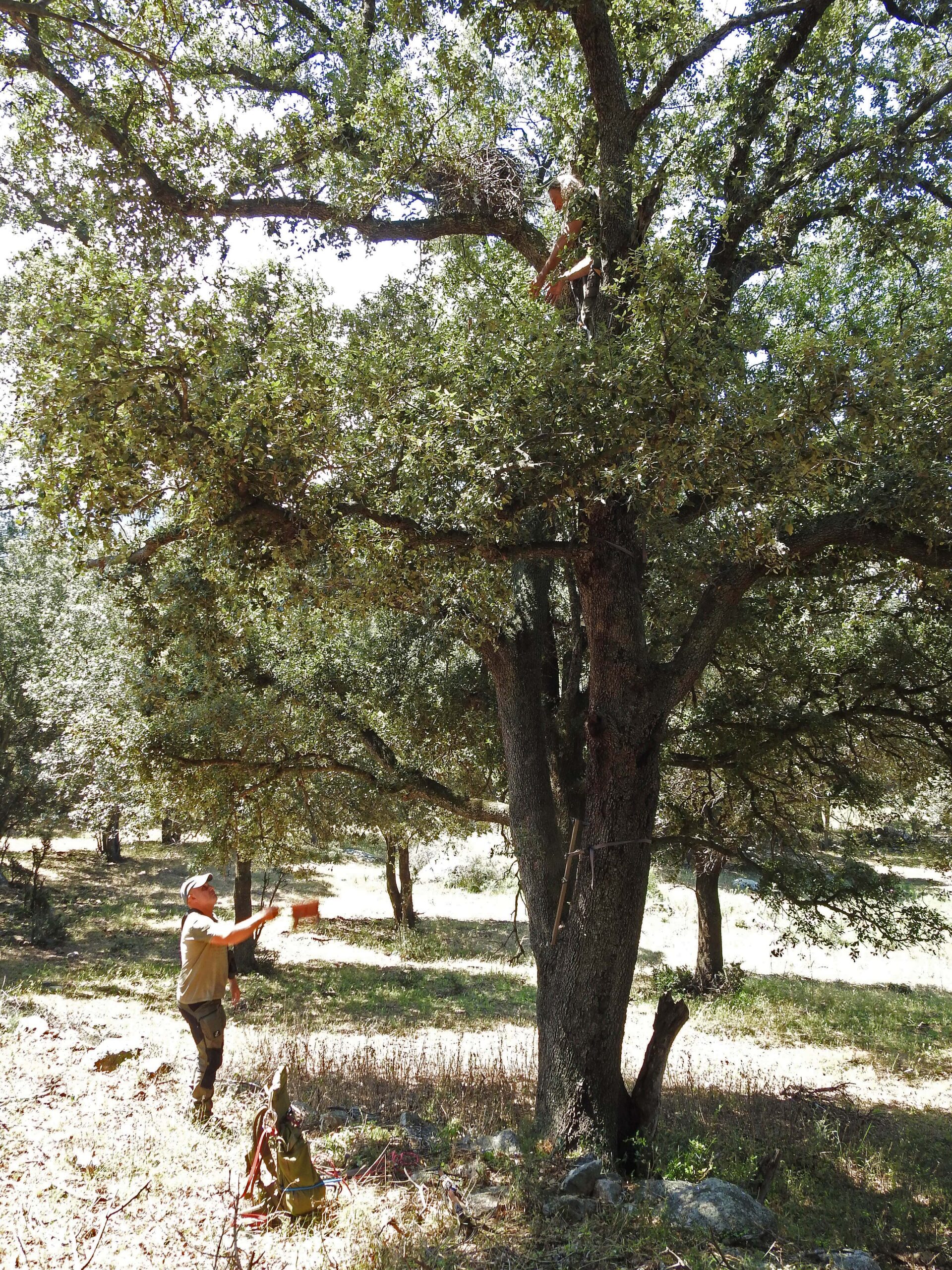 Le prélèvement d'un jeune milan royal par les ornithologues du CEN Corse.