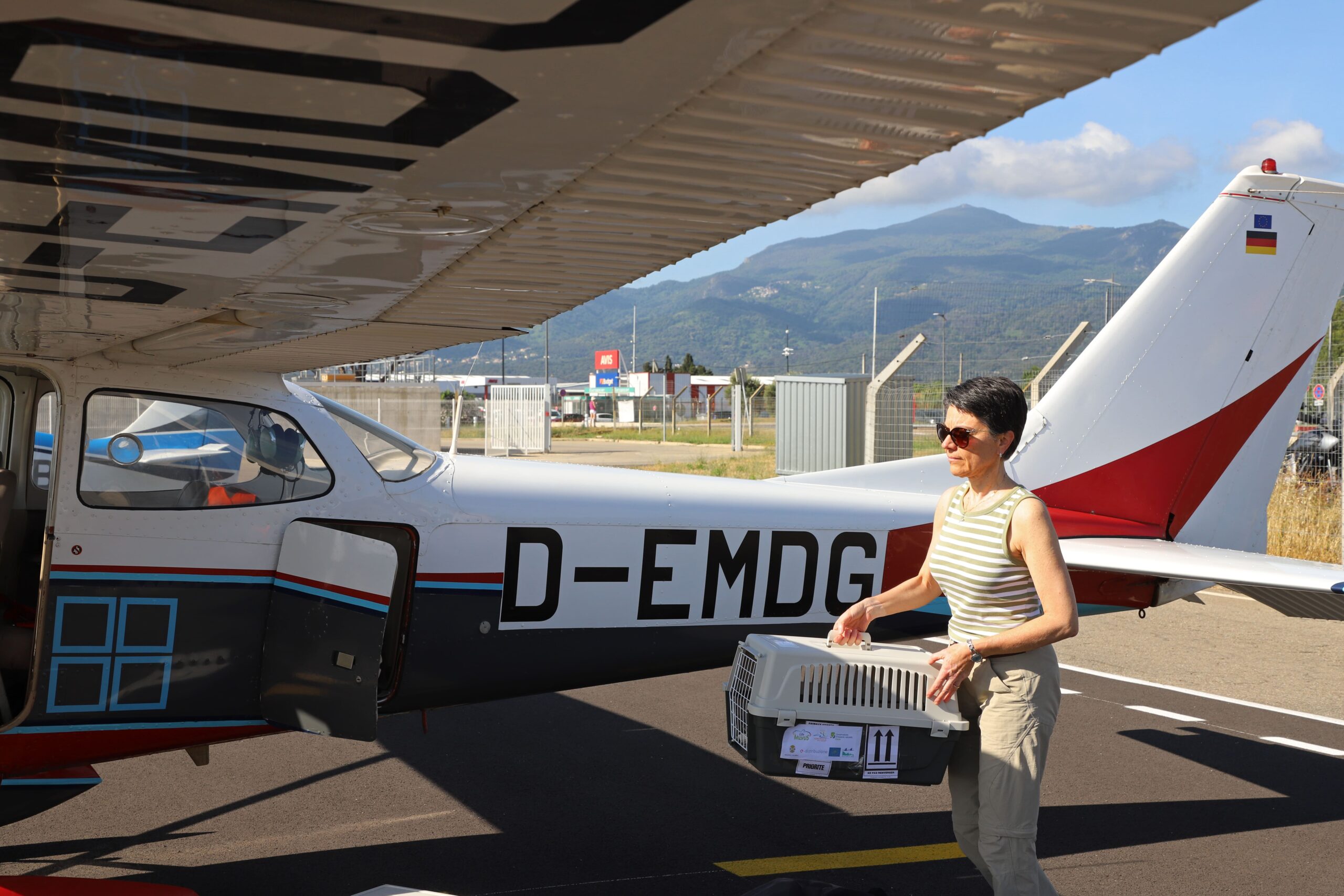 Boarding of young red kites at Bastia airport.