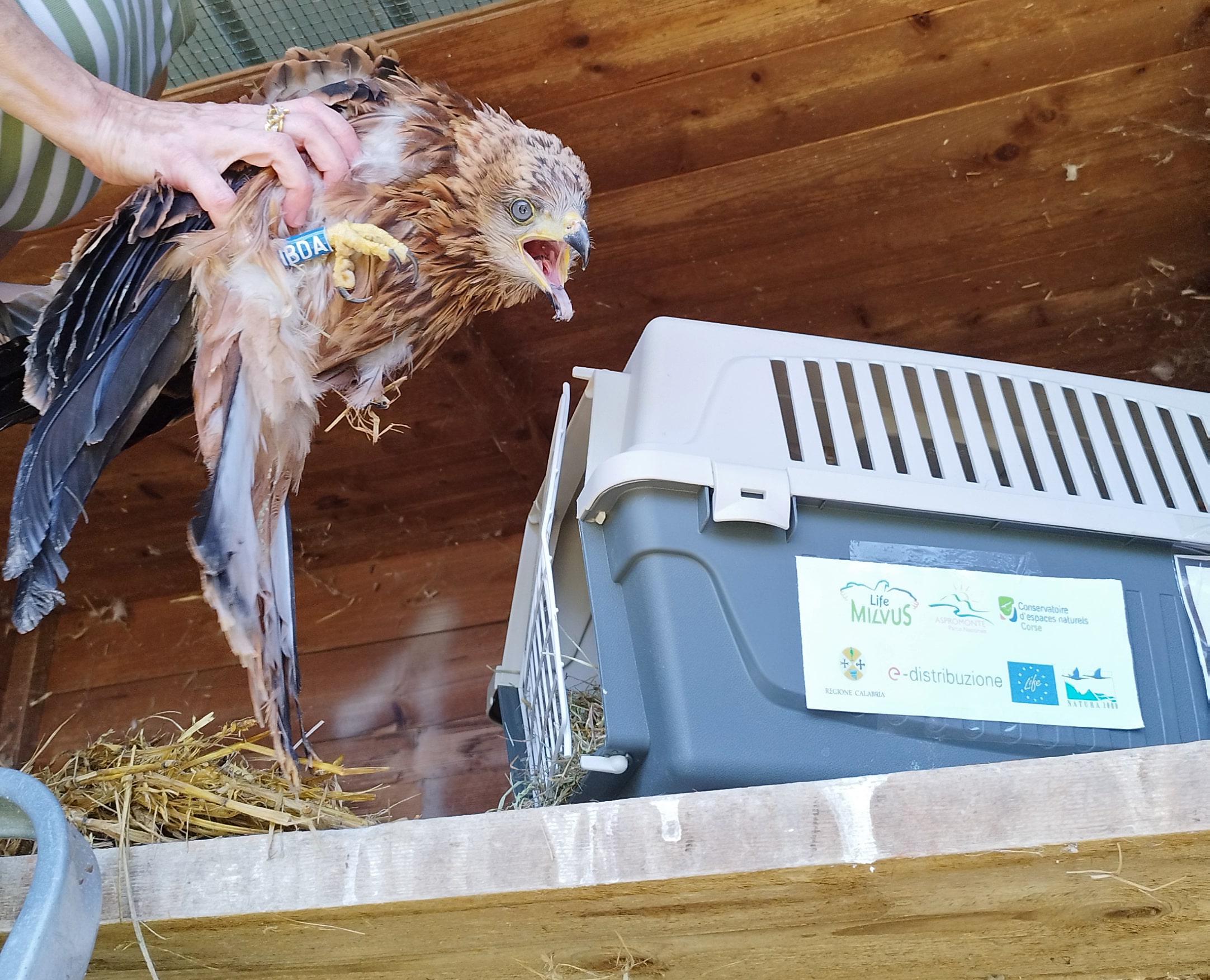 Hébergement des milans royaux dans une volière du Centre pour les oiseaux de proie menacés d'extinction (CERM)