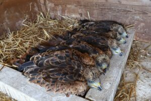 Cinque nibbi reali nati in Corsica saranno liberati nel Parco Nazionale dell’Aspromonte