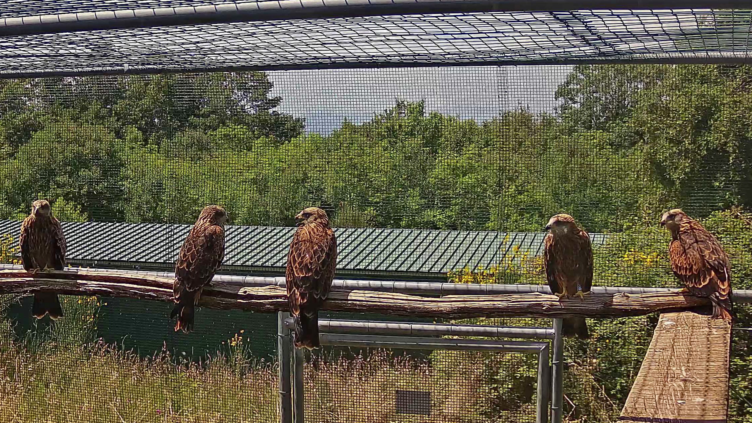 Young kites in the CERM aviary that temporarily houses them