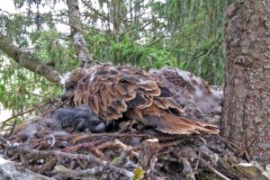 Red kites born in Switzerland and Corsica will be released in late July in Aspromonte National Park