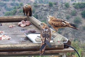 17 red kites released in Aspromonte National Park