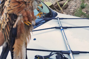 Shot wounded in Calabria, Italy’s Andrea red kite, released in 2023 as part of LIFE MILVUS project