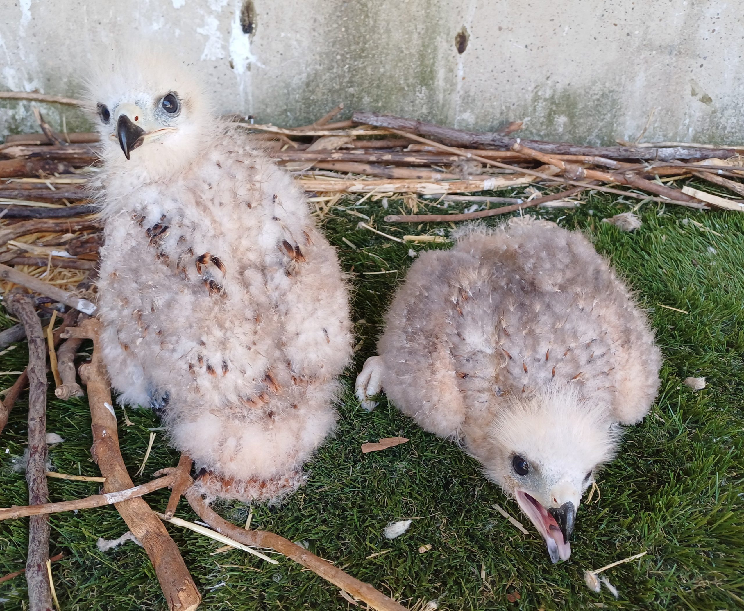 Pulli di nibbio reale nati nel Centro Recupero Fauna Selvatica La Alfranca (Aragona, Spagna)