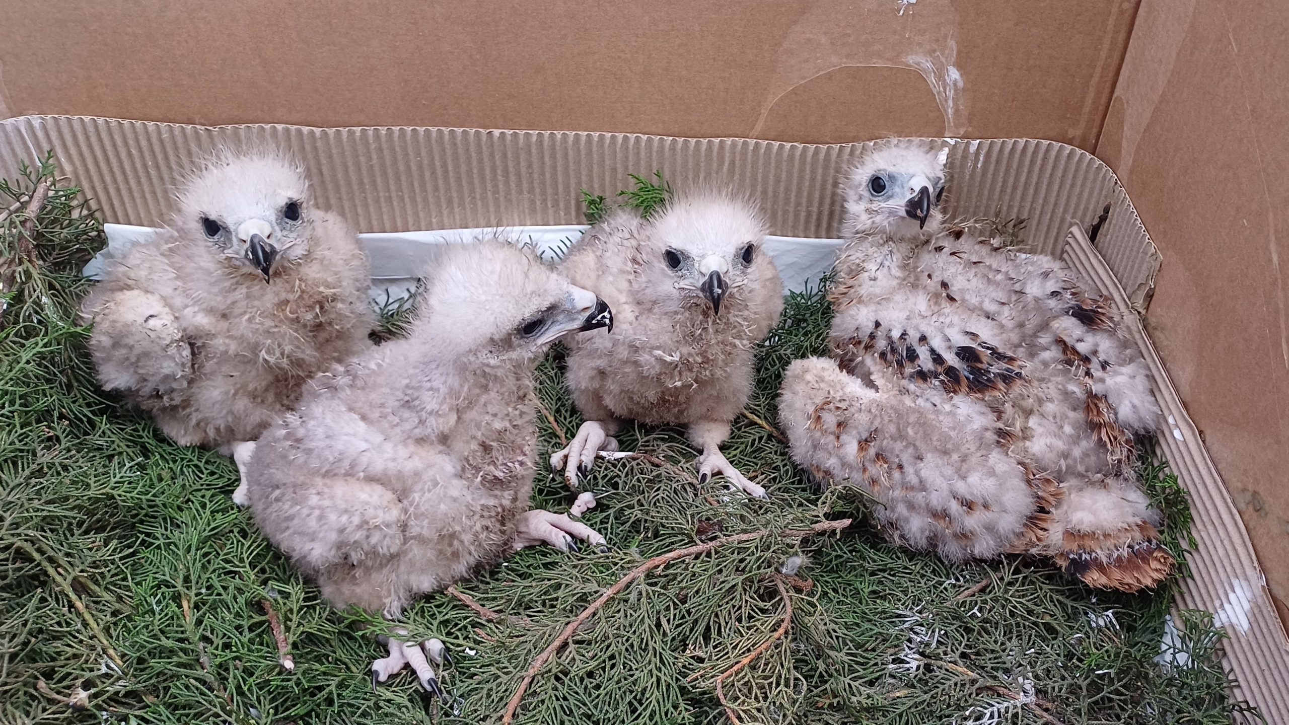 Pulli di nibbio reale nati nel Centro Recupero Fauna Selvatica La Alfranca (Aragona, Spagna)