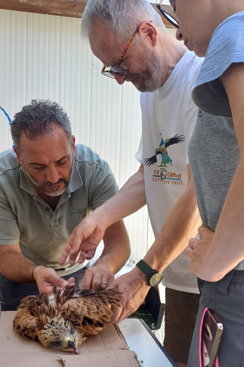 Preparazione al rilascio con applicazione di anelli e GPS e controllo dei microchip identificativi
