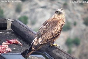 Fifteen young red kites released in Aspromonte National Park