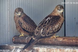 Five red kites born in Aragon (Spain) are guests in the aviaries of Aspromonte National Park