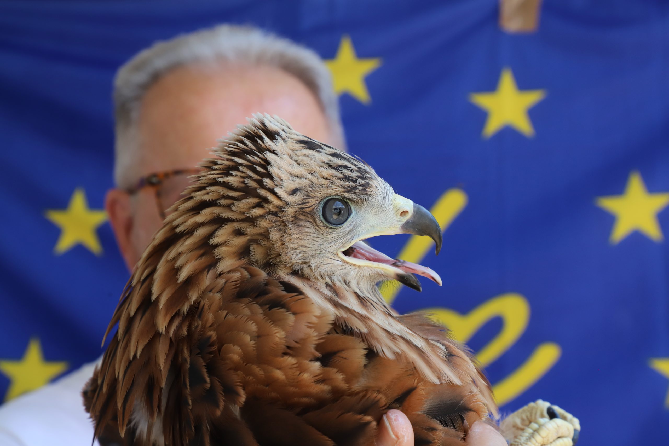 Il giovane nibbio reale nato al CRAS San Giuliano