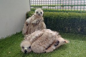 Rilascio di 18 nibbi reali nel Parco Nazionale dell’Aspromonte